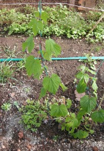 Hops growing in Devon (planted by Beer Husband on our allotment).