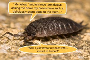 Stuart made 'Land Shrimp Pale Ale' in collaborating with Honest Brew. It was a hoppy number with no discernible woodlouse flavour despite apparently containing around 1.5 woodlice per bottle.